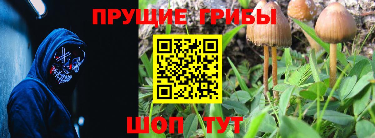 Галлюциногенные грибы Psilocybe Реутов